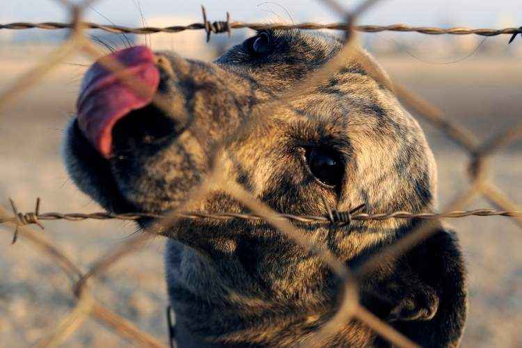 Why Do Dogs Lick Metal? (Explained!)