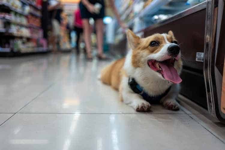 What stores allow dogs?