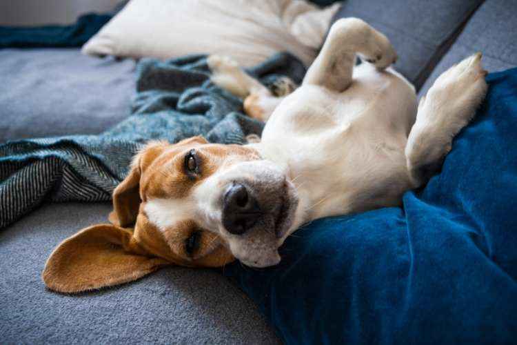 Why Do Beagles Sleep On Their Backs?