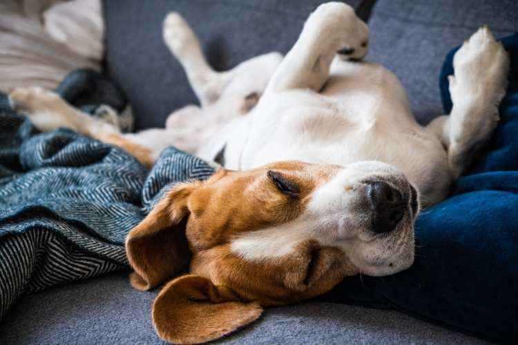 why do beagles sleep so much