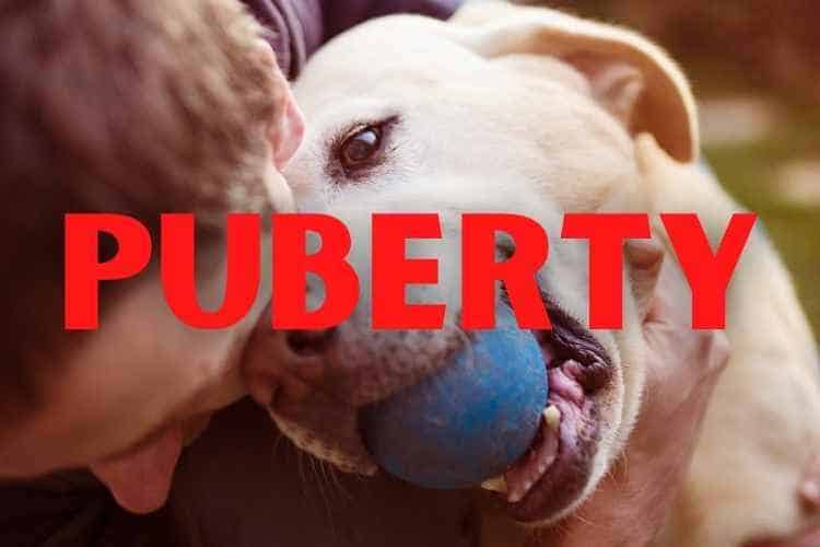 When Do Male Dogs Go Through Puberty?