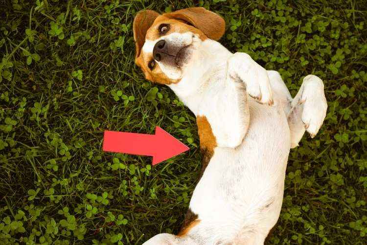 Why Do Beagles Sleep On Their Backs?