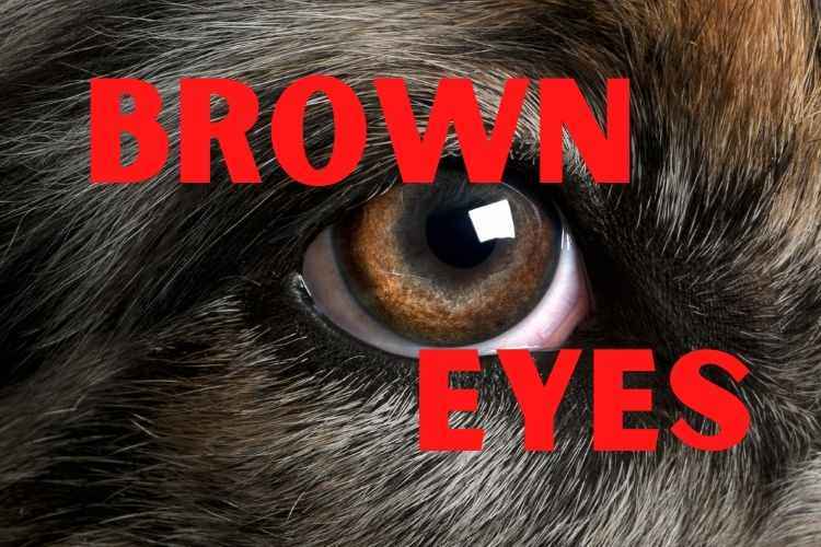 Why do most dogs have brown eyes?