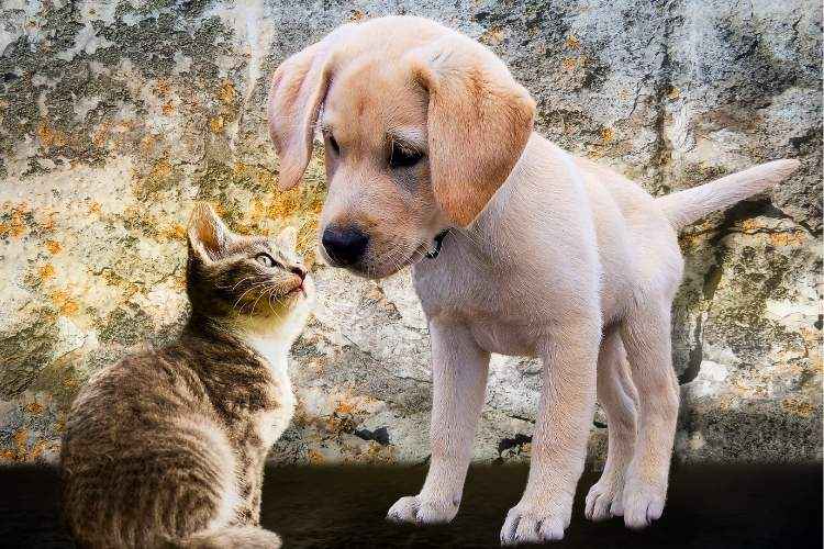 Why do dogs lick cats? (Solved!)