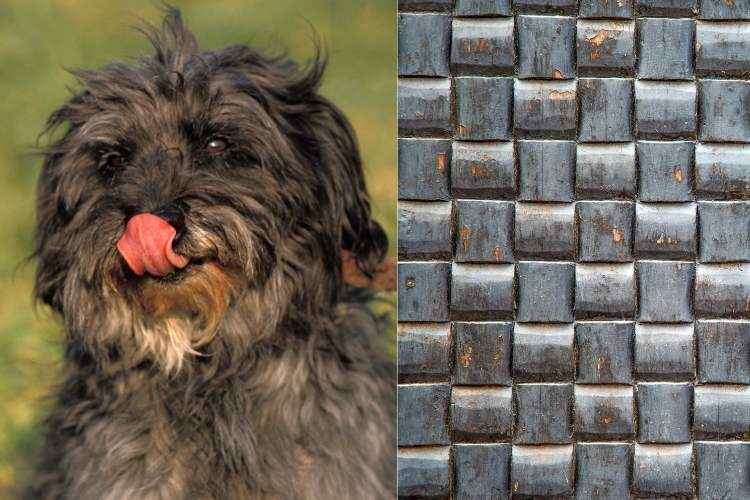 Why Do Dogs Lick Metal? (Explained!)