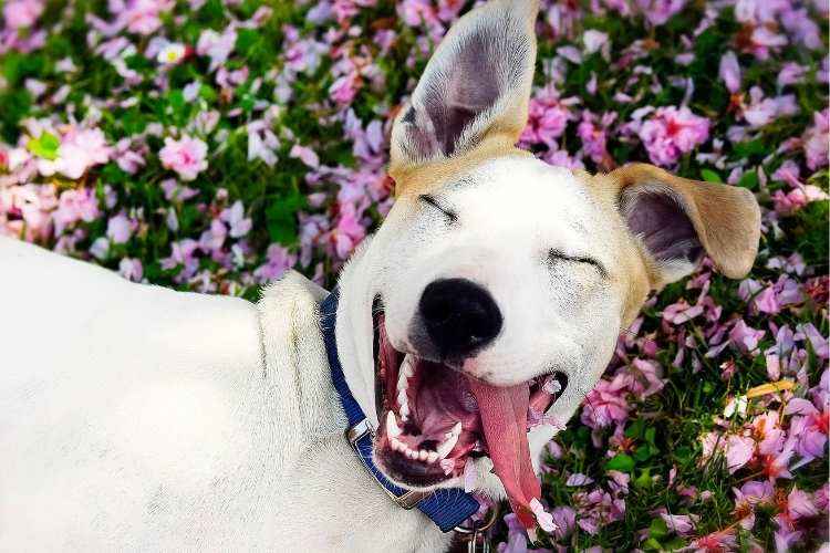 Why Dogs Are Happier Than Humans