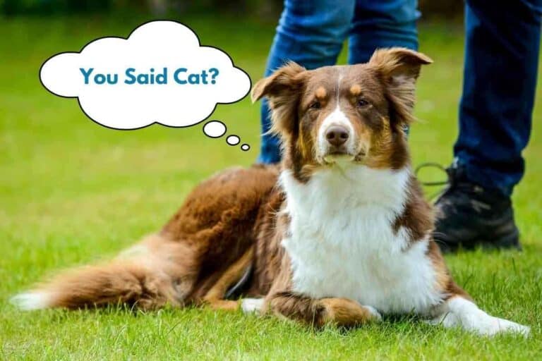 Are Australian Shepherds Good With Cats? (Veterinarian weighs in)