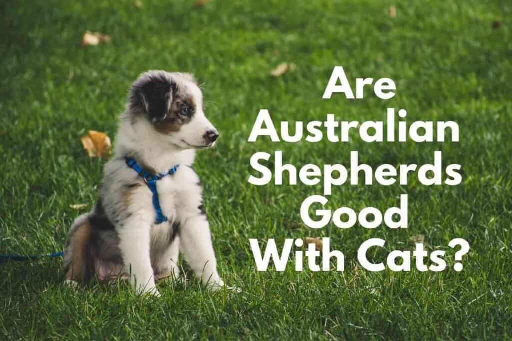 Australian Shepherds Good With Cats
