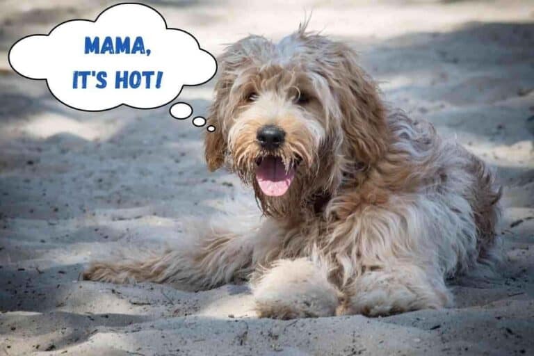 Do Goldendoodles Get Hot Easily? (Here’s what to do)