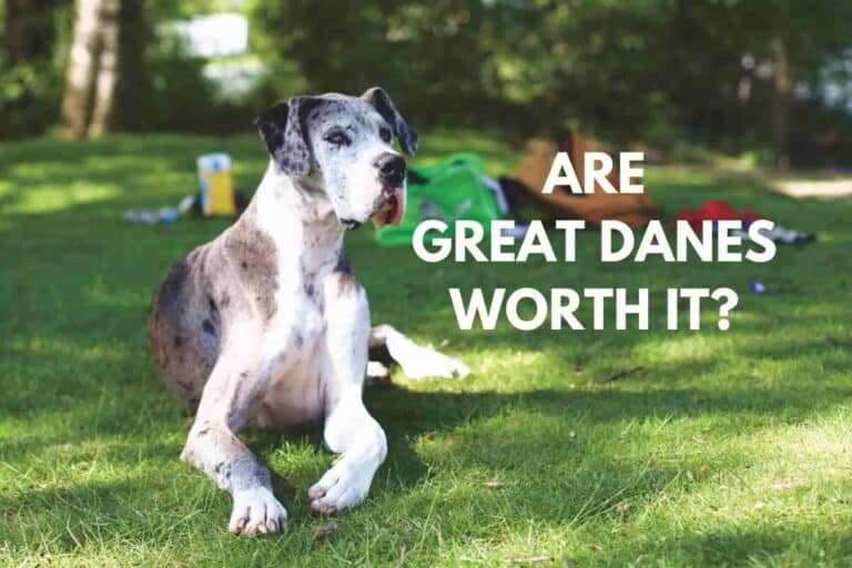 Great Danes as Pets: Cost, Life Expectancy, and Temperament