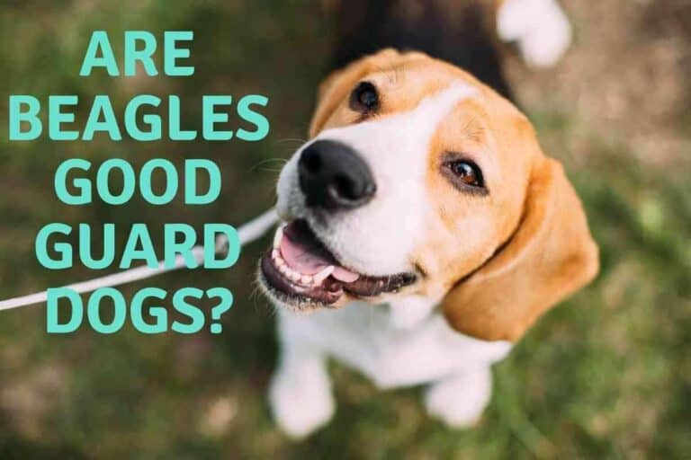 Are Beagles Good Guard Dogs?