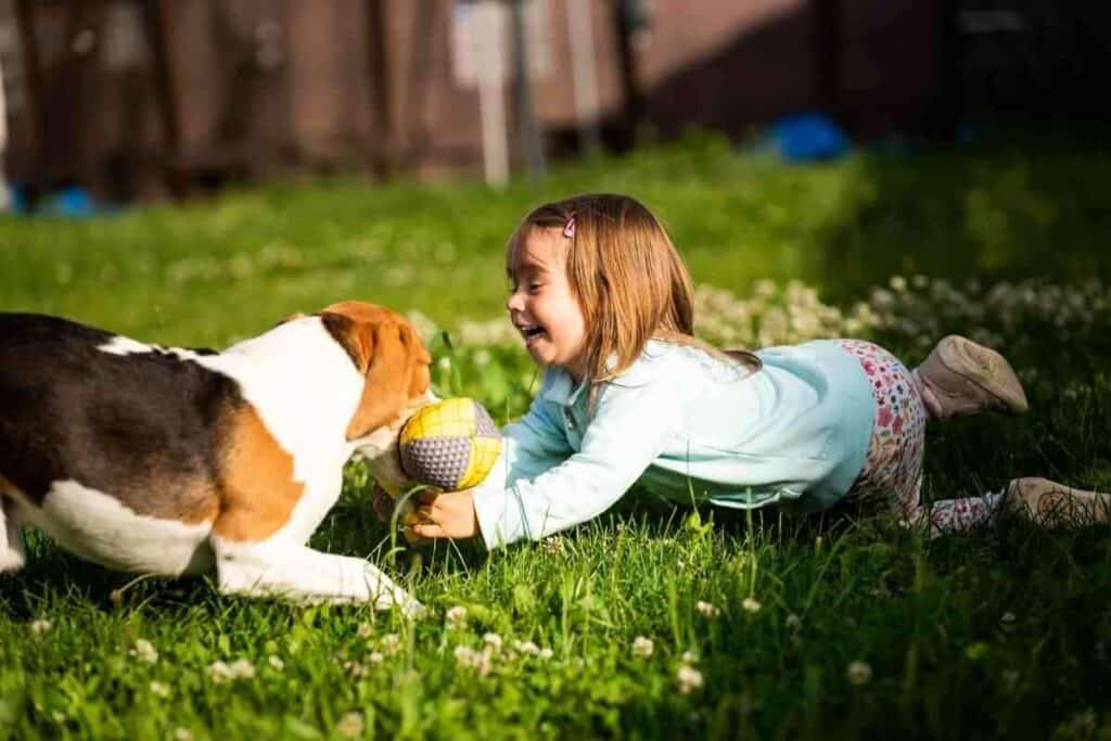 Are Beagles Good With Kids Are Beagles Good With Kids?