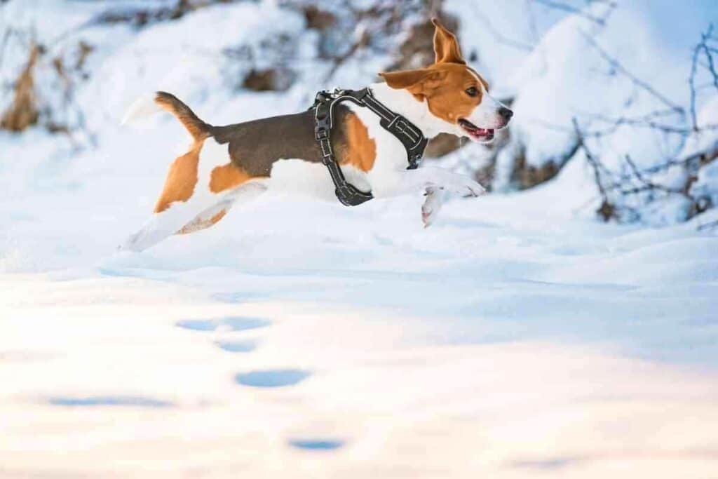Are Beagles Hyper 1 Are Beagles Hyper?