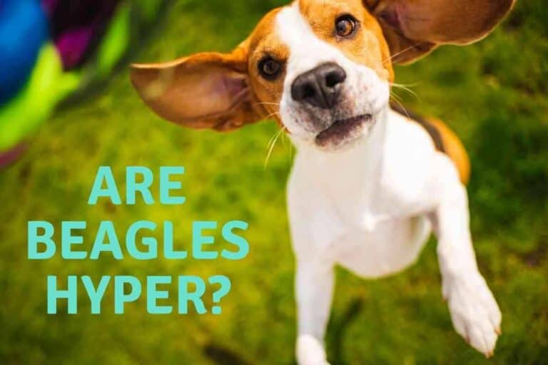 Are Beagles Hyper?