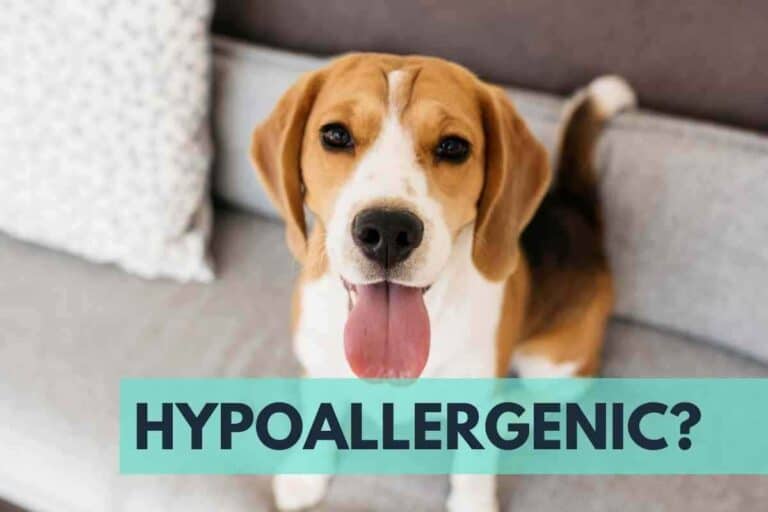 Are Beagles Hypoallergenic? Answered!