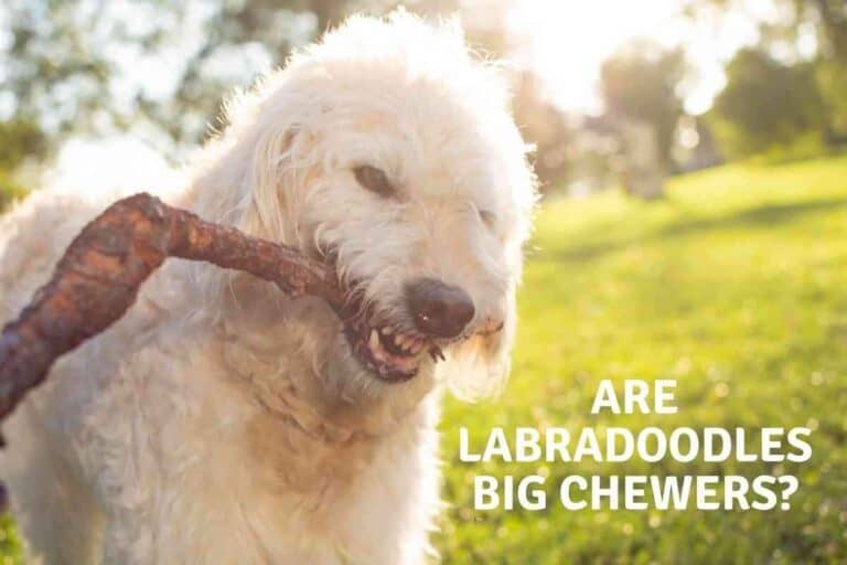 Are Labradoodles Big Chewers?