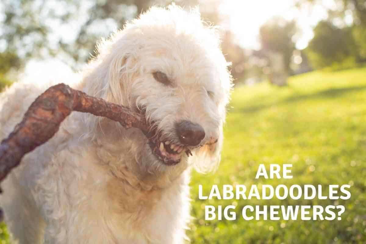 what makes a labradoodle so hyper