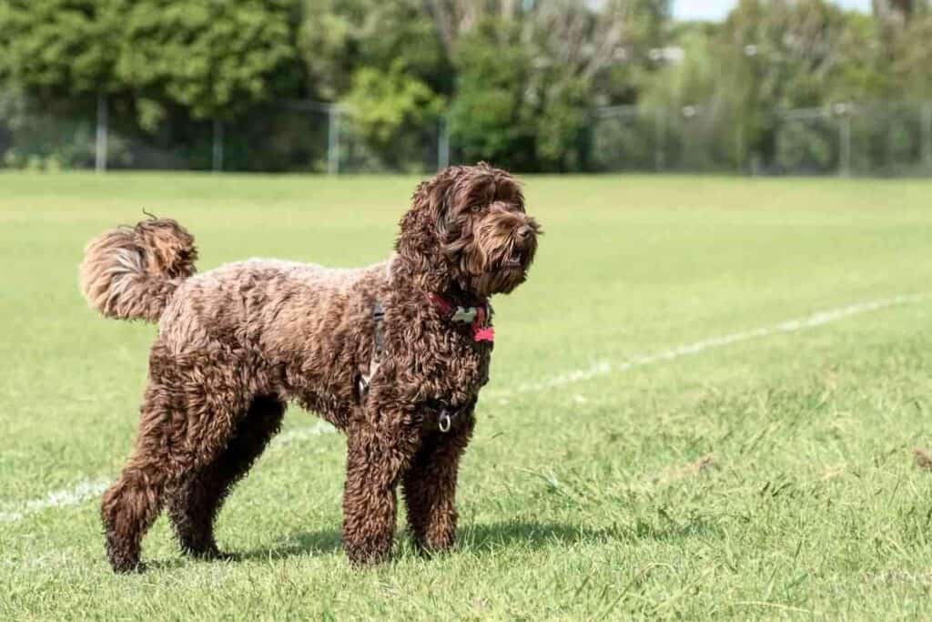 Are Labradoodles Hyper 1 Are Labradoodles Hyper?