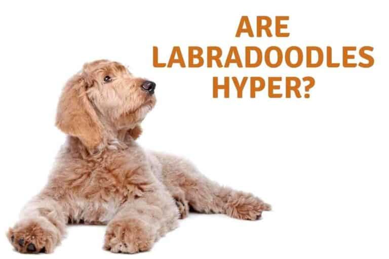 Are Labradoodles Hyper?