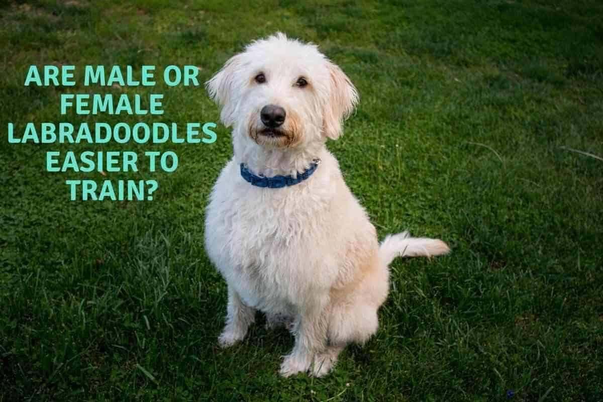 Are Male or Female Labradoodles Easier to Train Are Male or Female Labradoodles Easier to Train?