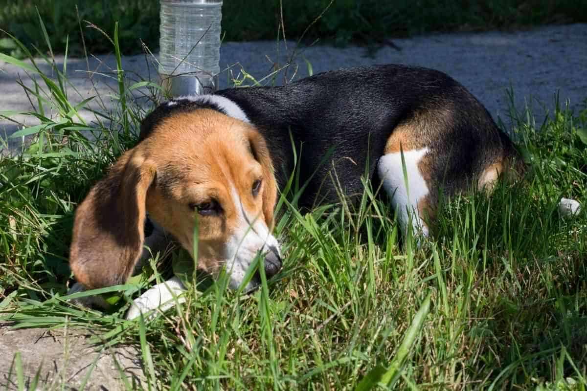 Can Beagles Be Left Alone During The Day