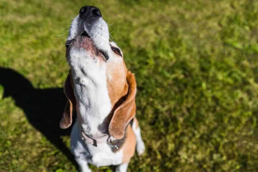 Do All Beagles Bark A Lot 1 Do All Beagles Bark A Lot?