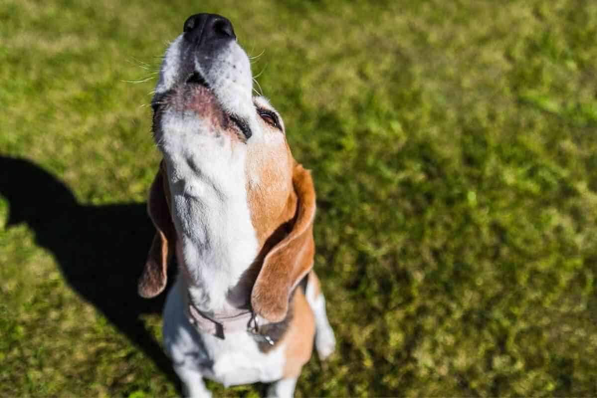Do All Beagles Bark A Lot? Yolo Pooch