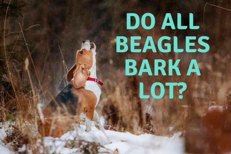 Do All Beagles Bark A Lot?