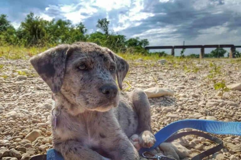 Do Catahoula Puppies Change Color?