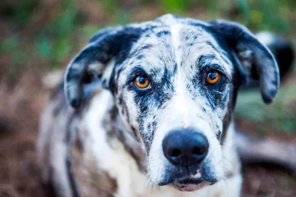 Do Catahoula Puppies Change Color 2 Do Catahoula Puppies Change Color?