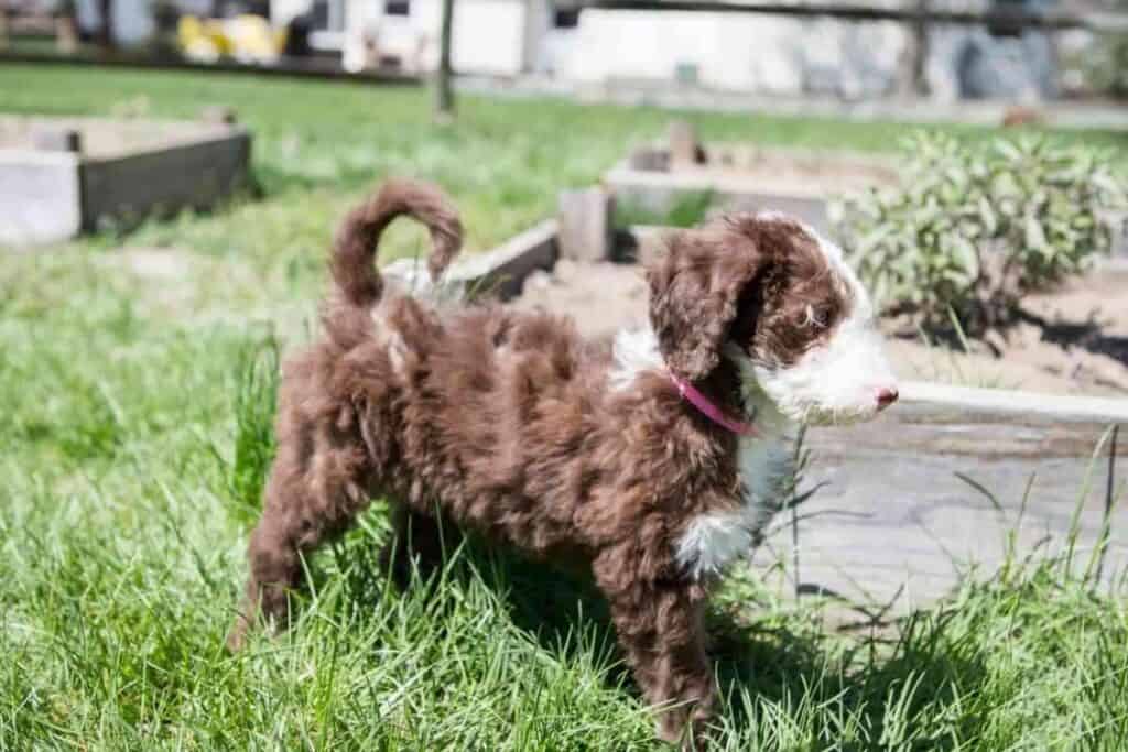 do labradoodle puppies change color