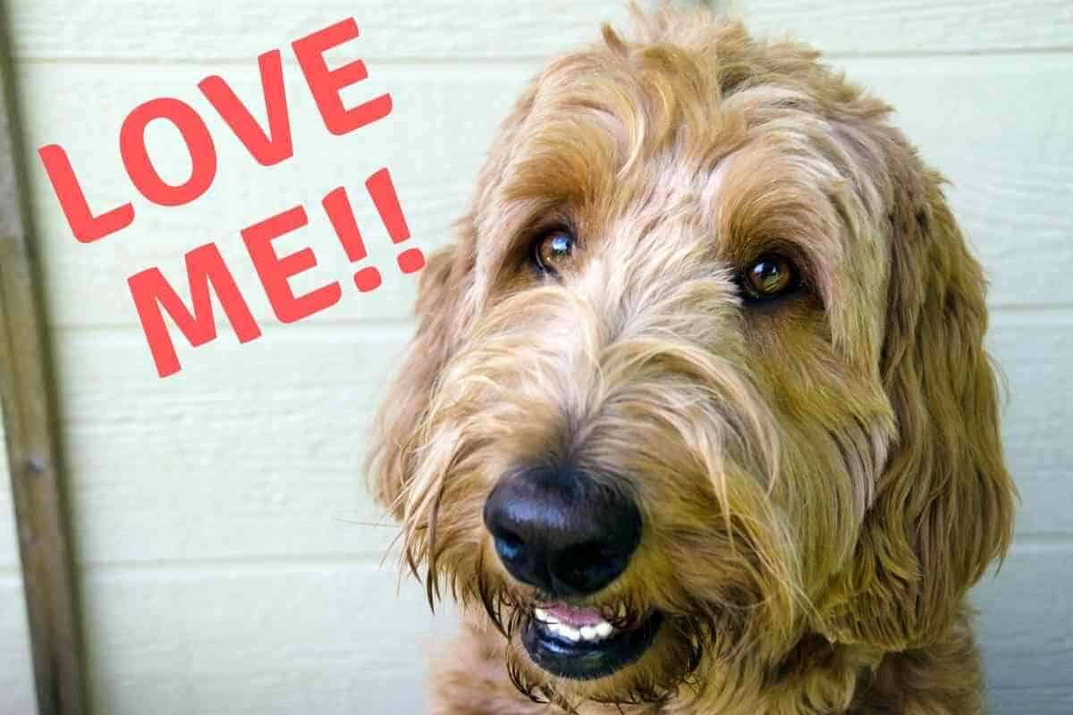 Do Labradoodles Need a Lot of Attention? Yolo Pooch