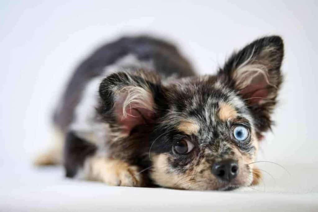 Do Puppies Eyes Change Color As They Get Older Do Puppies’ Eyes Change Color As They Get Older?