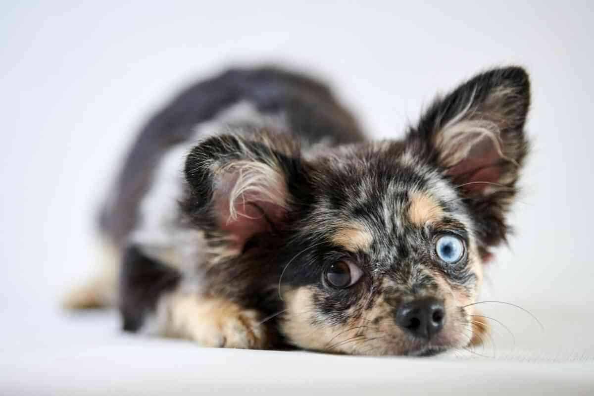 Do Puppies’ Eyes Change Color As They Get Older? Yolo Pooch