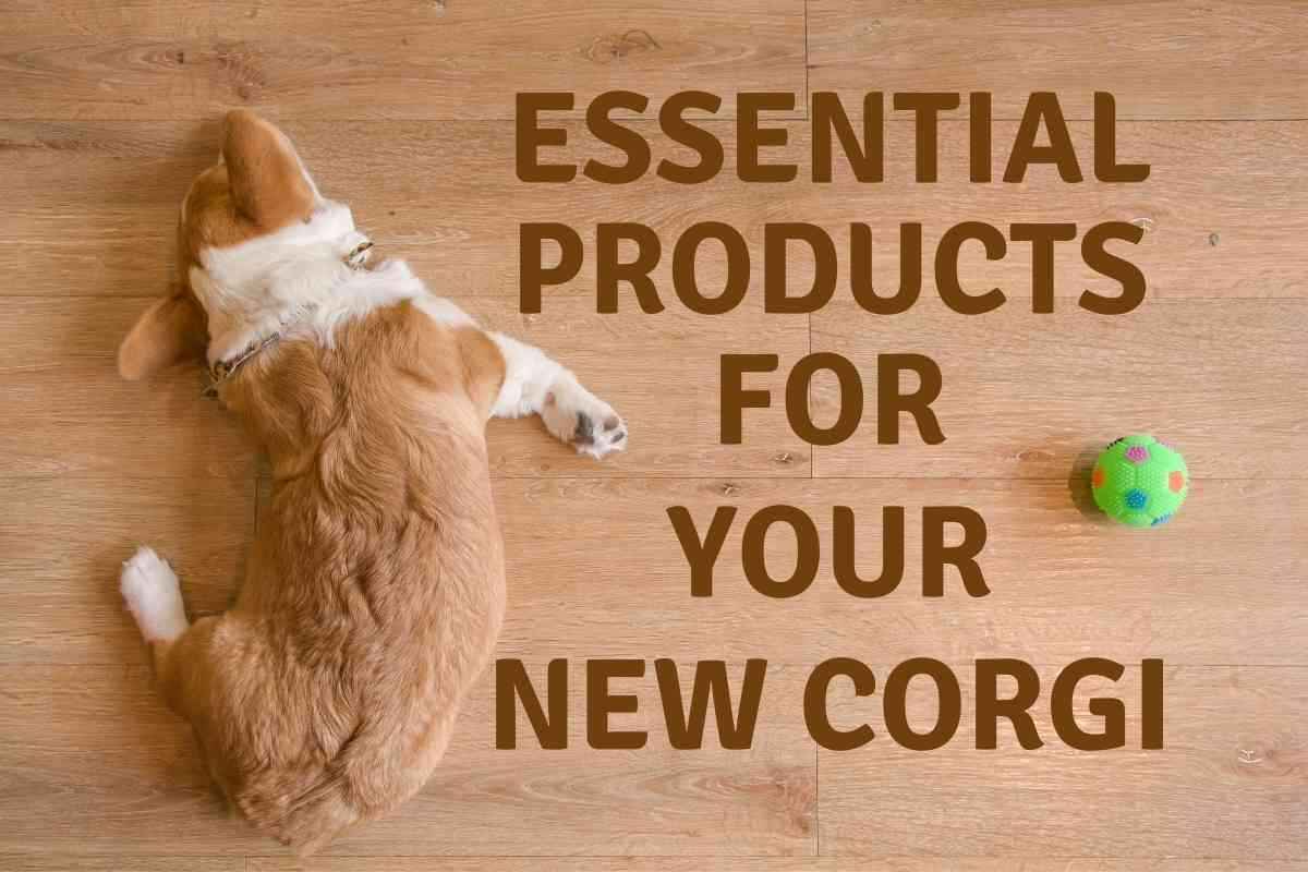 Essential Products for Your New Corgi Essential Products for Your New Corgi