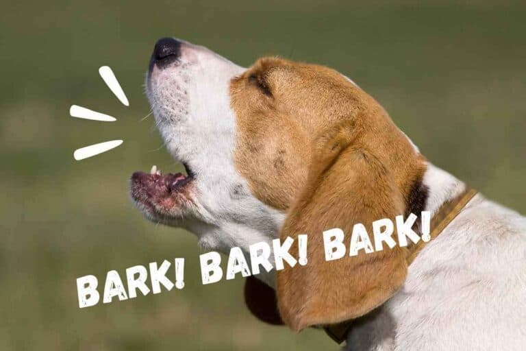 How Do I Get My Beagle to Stop Barking?