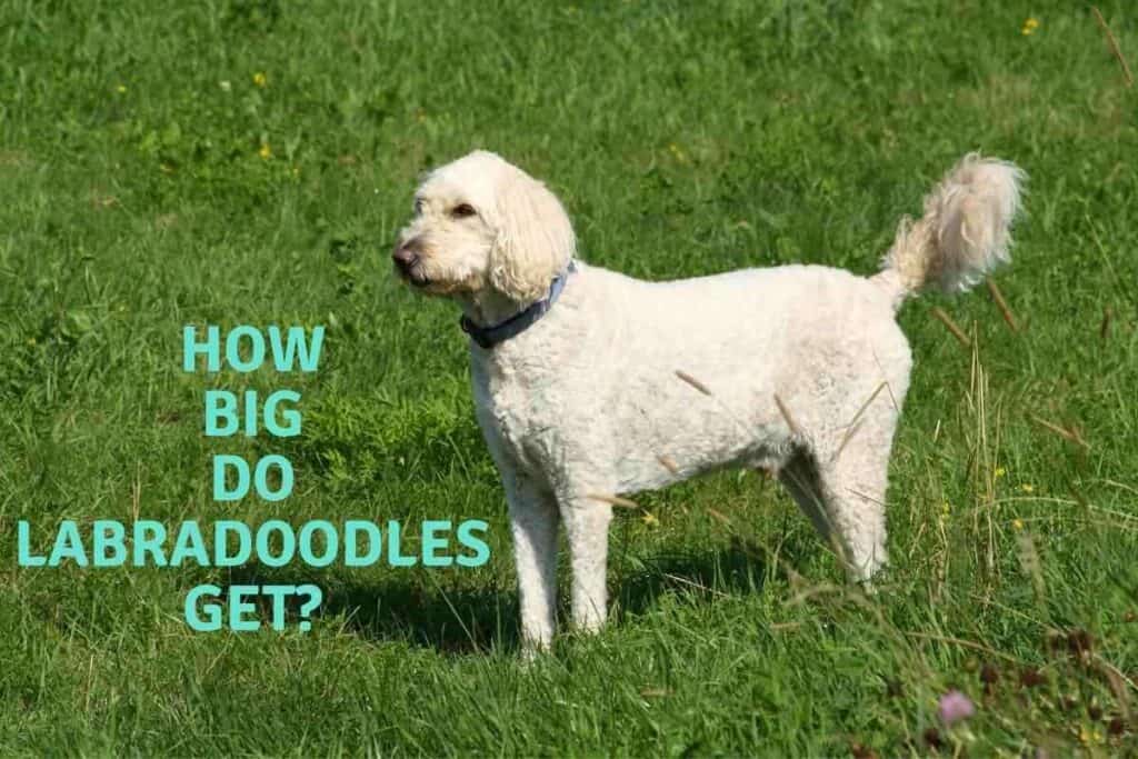 When Do Labradoodle Puppies Stop Biting? (How You Can Stop It) Yolo Pooch