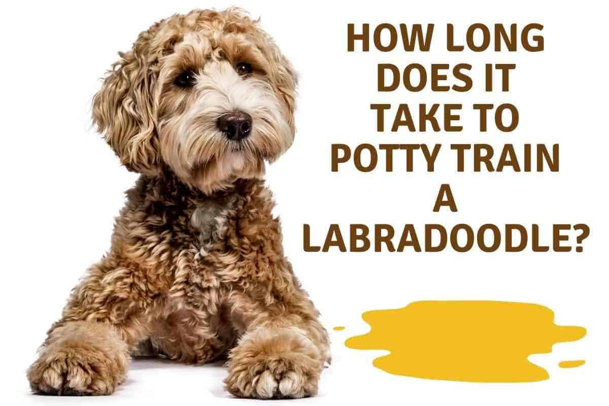 how long does it take to potty train a labradoodle puppy