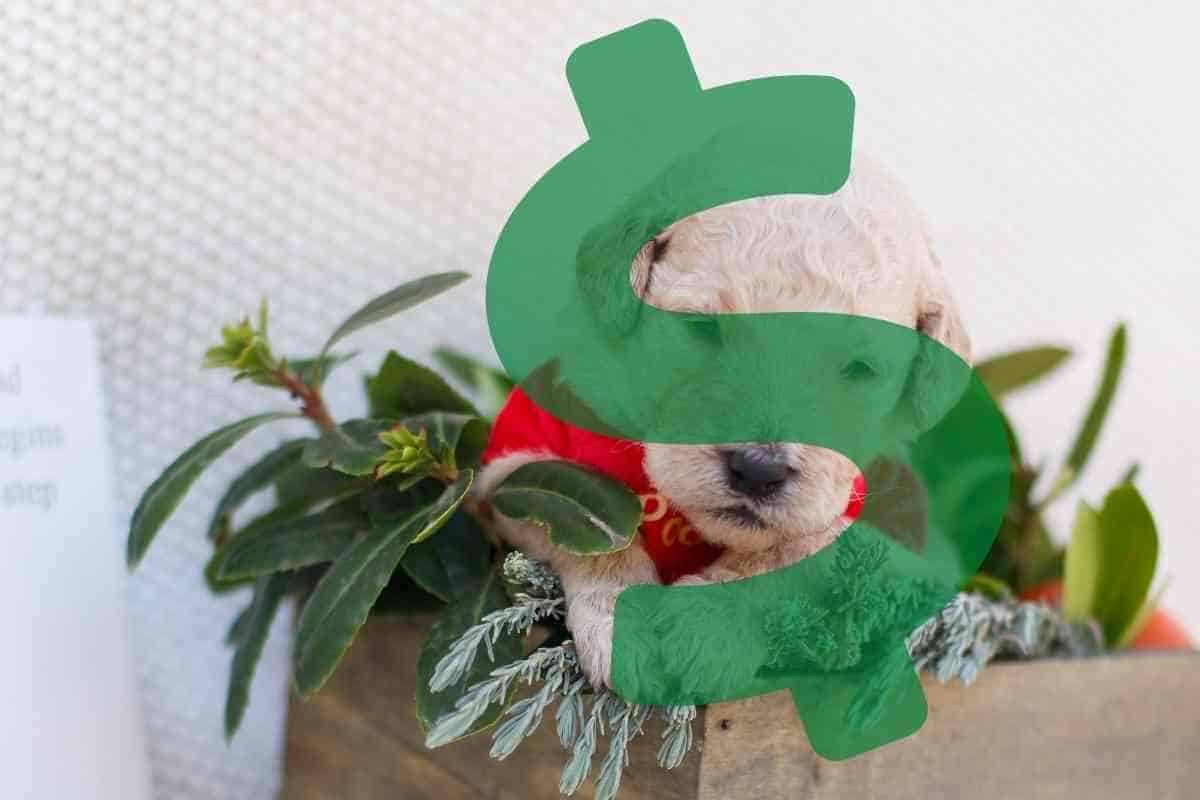 When Do Labradoodle Puppies Stop Biting? (How You Can Stop It) Yolo Pooch