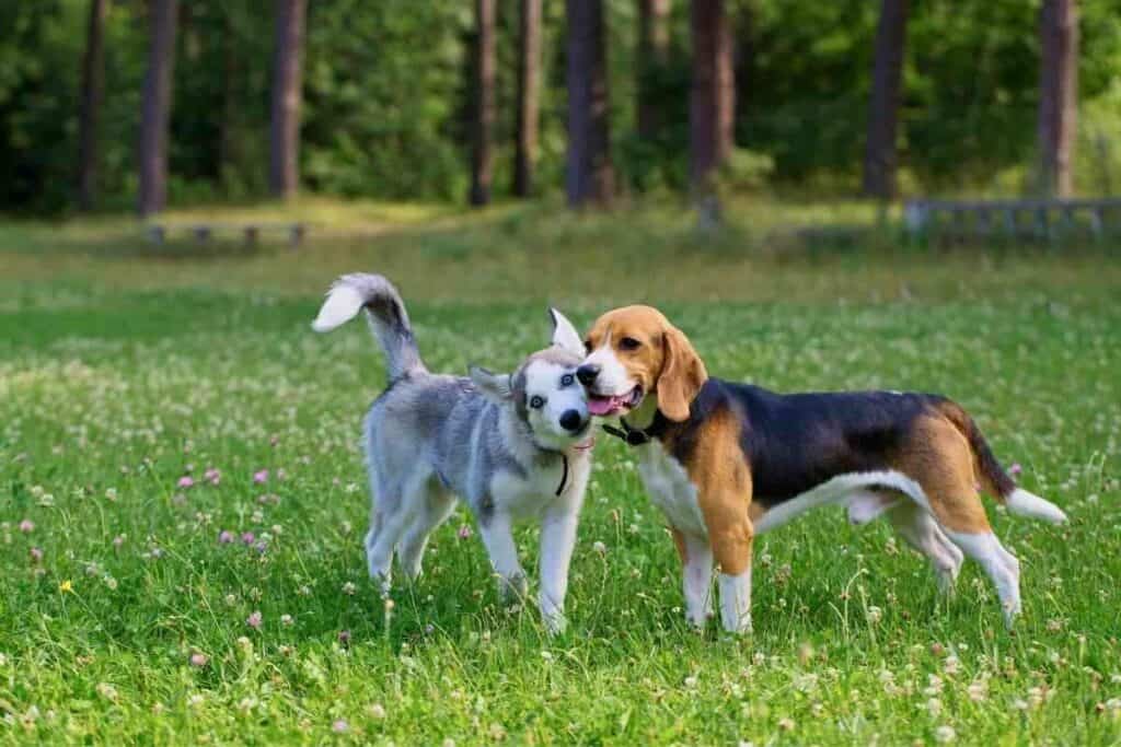 How Often Do Beagles Go Into Heat 1 How Often Do Beagles Go Into Heat?