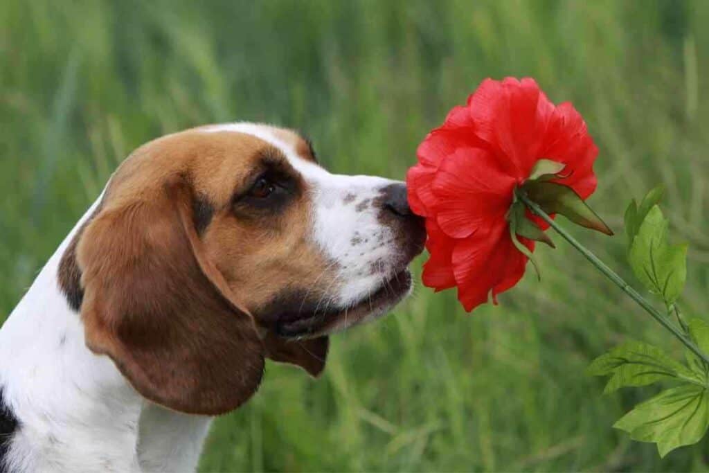 12 Reasons A Beagle Makes A Good Family Dog Yolo Pooch