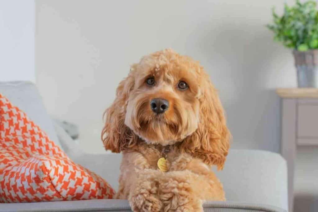 Do Goldendoodles Get Hot Easily? (Here's what to do) Yolo Pooch