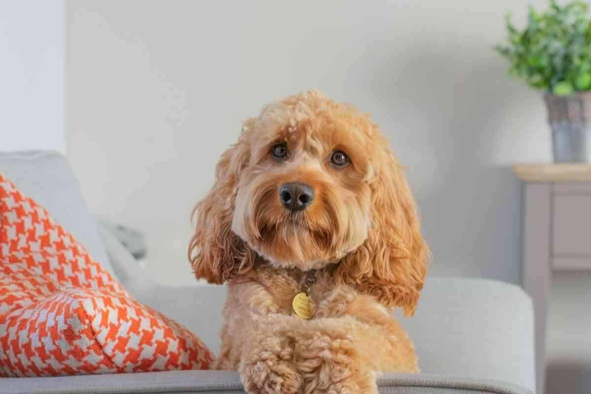 Do Goldendoodles Get Hot Easily? (Here's what to do) Yolo Pooch