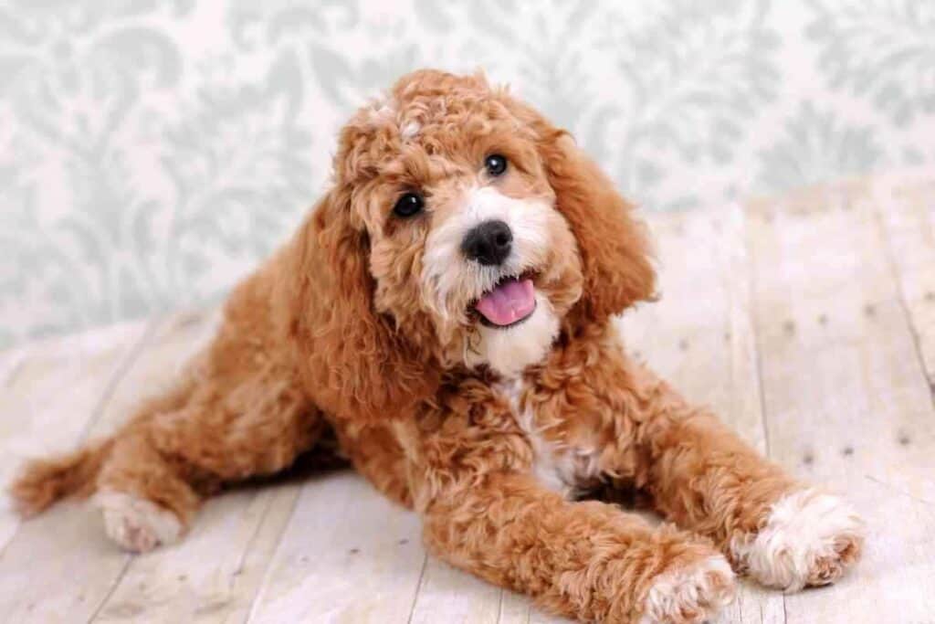 Do Goldendoodles Get Hot Easily? (Here's what to do) Yolo Pooch