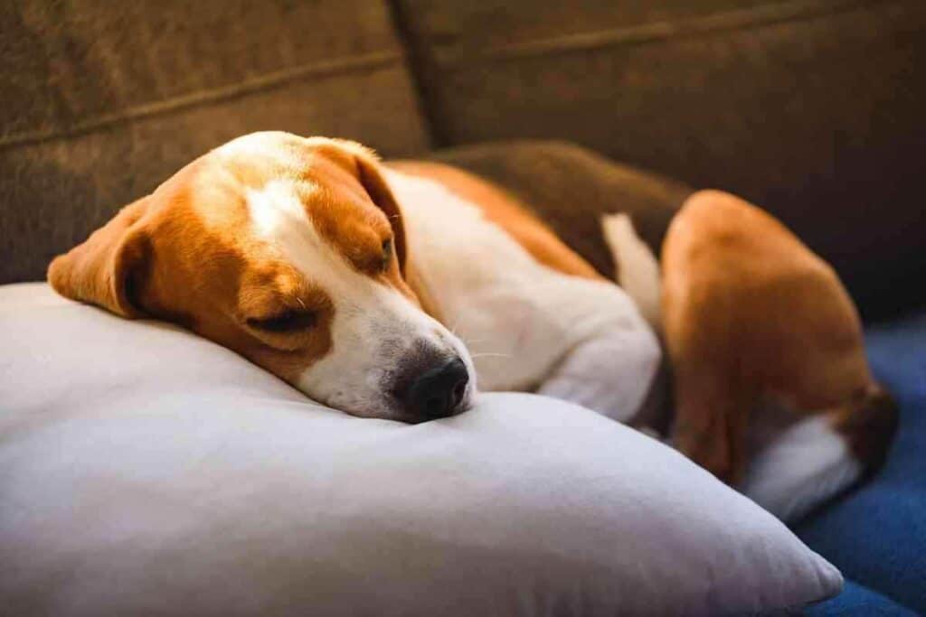 When Do Beagles Sleep Through The Night 2 When Do Beagles Sleep Through The Night?