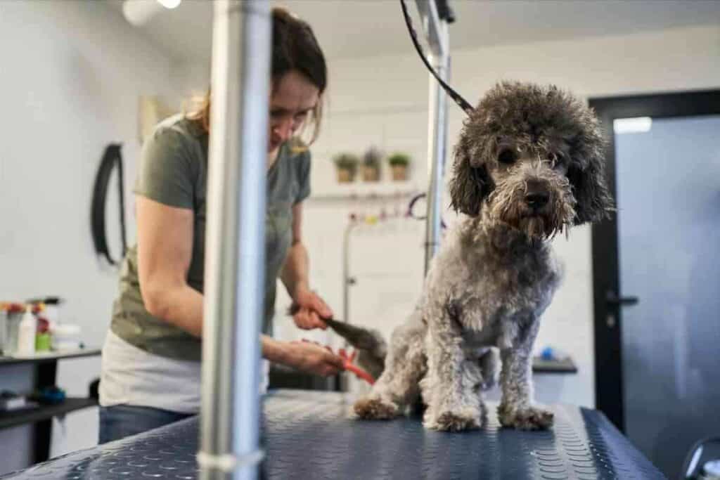 When Do Labradoodle Puppies Need Their First Haircut 1 When Do Labradoodle Puppies Need Their First Haircut?