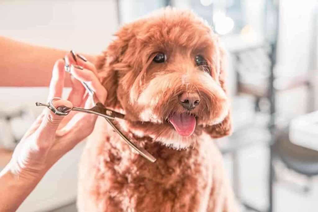 When Do Labradoodle Puppies Stop Biting? (How You Can Stop It) Yolo Pooch