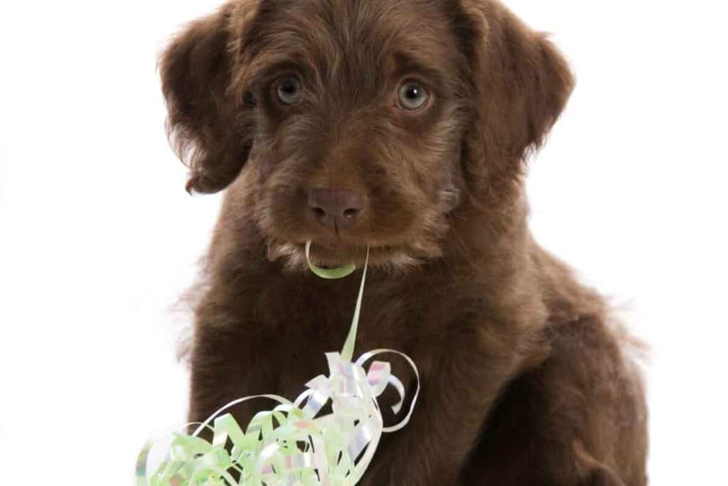 When Do Labradoodle Puppies Stop Biting? (How You Can Stop It) You