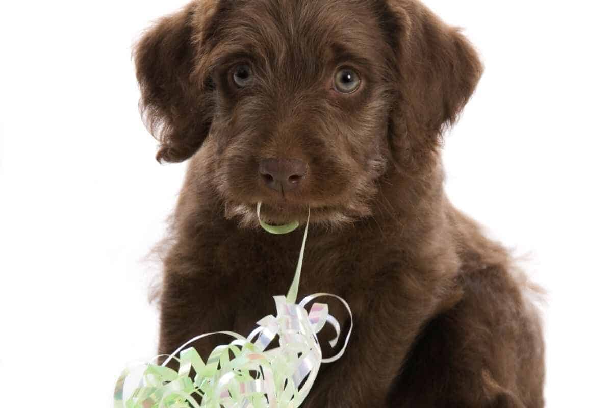When Do Labradoodle Puppies Stop Biting? (How You Can Stop It) 1 When Do Labradoodle Puppies Stop Biting