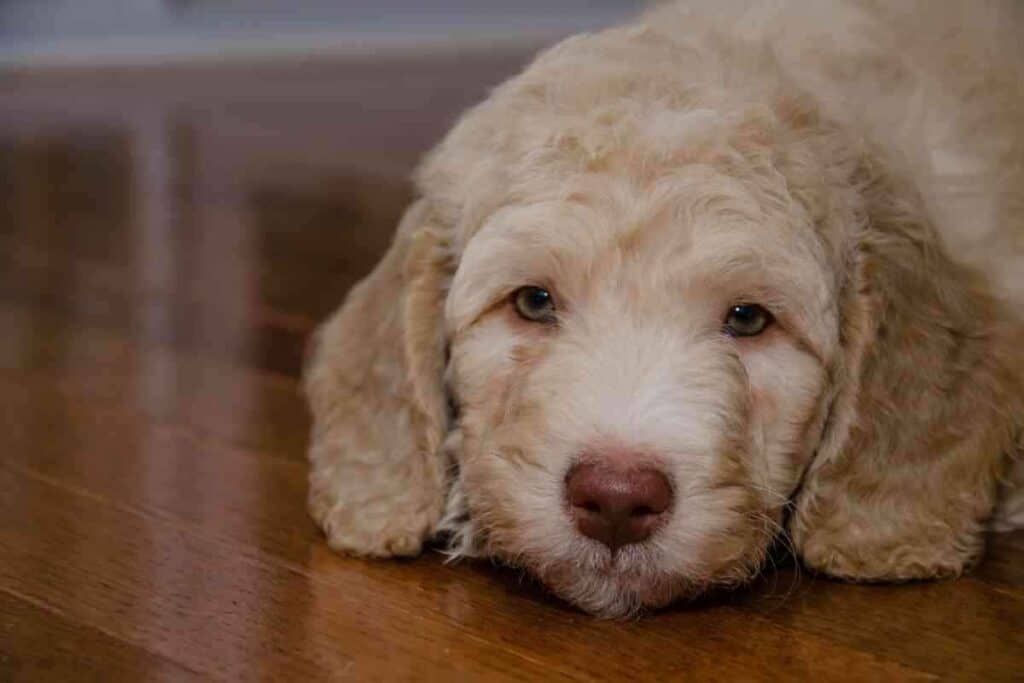 When Do Labradoodles Shed Their Puppy Coat 1 When Do Labradoodles Shed Their Puppy Coat?